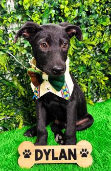 Dylan -  Labrador Retriever and Shepherd Dog for Adoption in Lucas, Texas - Dylan | PetCurious