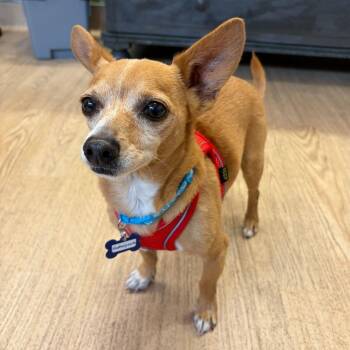 Shakespeare 14494 -  Chihuahua Dog for Adoption in San Francisco, California - Shakespeare 14494 | PetCurious