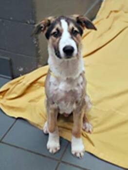 Mixed Breed Dogs Available for Adoption in Nashville, Tennessee - Guile | PetCurious