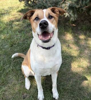Mya -  Border Collie and Labrador Retriever Dog for Adoption in Sioux City, Iowa - Mya | PetCurious