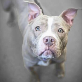 American Bully Dogs Available for Adoption - Nessie | PetCurious