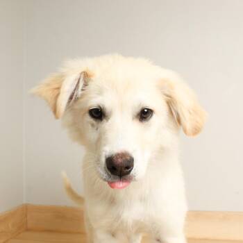 Poodle and Great Pyrenees Dogs Available for Adoption in Minnetonka, Minnesota - Sugar D68863 | PetCurious