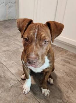 Mixed Breed Dogs Available for Adoption in South Bend, Indiana - Montana | PetCurious