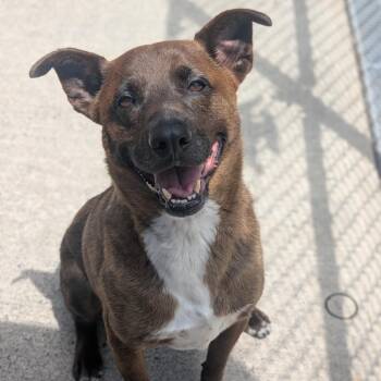 Londyn -  Shepherd and Mixed Breed Dog for Adoption in Watertown, New York - Londyn | PetCurious