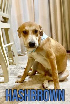 Hashbrown in Texarkana TX (courtesy listing) -  Labrador Retriever Dog for Adoption in Texarkana, Texas - Hashbrown In Texarkana TX (courtesy Listing) | PetCurious