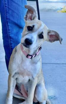 Rescue Border Collie Dogs for Adoption in Schertz, Texas - Jelly Bean | PetCurious
