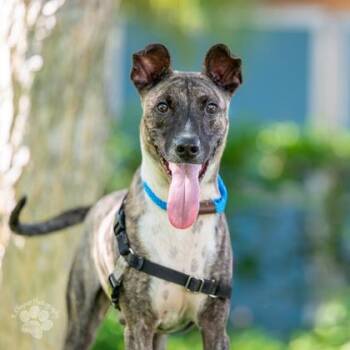 Dante -  Belgian Shepherd Malinois and Terrier Dog for Adoption in Honolulu, Hawaii - Dante | PetCurious