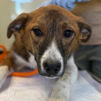 Mary -  Cattle Dog and Labrador Retriever Dog for Adoption in Nashville, Tennessee - Mary | PetCurious