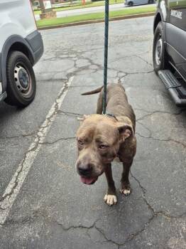 Pen 147 Ramsey -  Pit Bull Terrier Dog for Adoption in Lawrenceville, Georgia - Pen 147 Ramsey | PetCurious