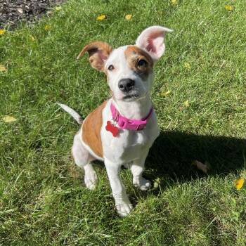 Peaches -  Mixed Breed Dog for Adoption in Shakopee, Minnesota - Peaches | PetCurious