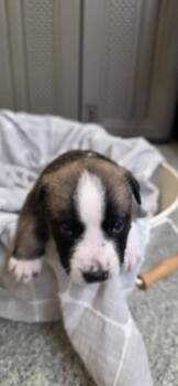 German Shepherd Dog and Mixed Breed Dogs Available for Adoption in Syracuse, Indiana - Keira | PetCurious