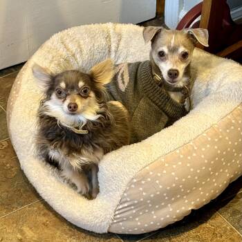 Chihuahua Dogs Available for Adoption in Bethel, Connecticut - Koji & Korra | PetCurious