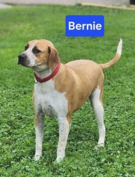 Bernie -  Australian Cattle Dog Blue Heeler and Mixed Breed Dog for Adoption in Clinton, Missouri - Bernie | PetCurious