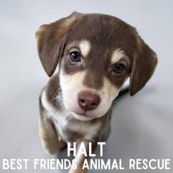 Beagle Dogs Available for Adoption - Halt | PetCurious