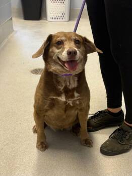 Gabby -  Beagle and Mixed Breed Dog for Adoption in Chillicothe, Ohio - Gabby | PetCurious
