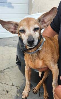 CONCHITA -  Chihuahua Dog for Adoption in San Antonio, Texas - CONCHITA | PetCurious