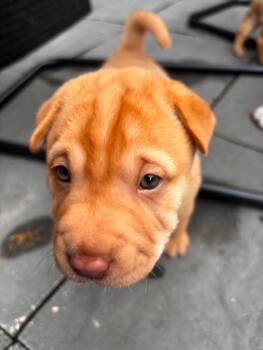 Alvin -  Shar Pei and Jack Russell Terrier Dog for Adoption in Winnipeg, Manitoba - Alvin | PetCurious