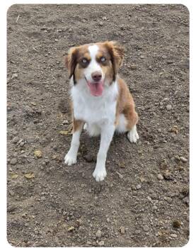 Ivey -  Australian Shepherd Dog for Adoption in Coeur D