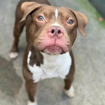 Rescue Pit Bull Terrier Dogs for Adoption in Chicago, Illinois - Monkey | PetCurious