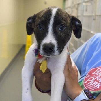 SALT -  Pit Bull Terrier and Mixed Breed Dog for Adoption in St. Louis, Missouri - SALT | PetCurious