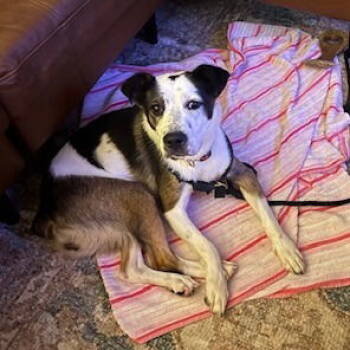 Rescue Border Collie Dogs for Adoption in Dallas, Texas - Maggie | PetCurious