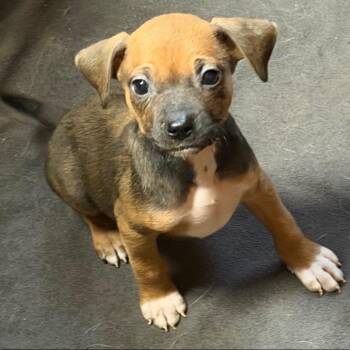 Wasabi -  Mixed Breed Dog for Adoption in Allentown, Pennsylvania - Wasabi | PetCurious