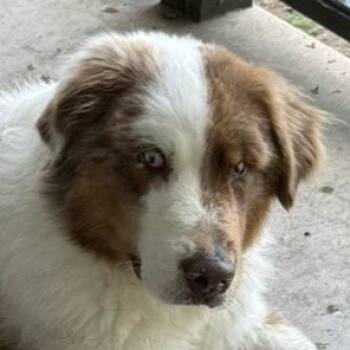 Rescue Australian Shepherd Dogs for Adoption in Jacksonville, Arkansas - Cruise | PetCurious