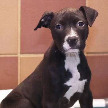 Mixed Breed Dogs Available for Adoption - Hope | PetCurious