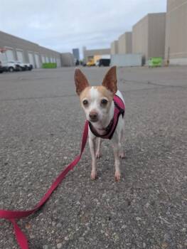 MYLLO -  Chihuahua Dog for Adoption in Vaughan, Ontario - MYLLO | PetCurious
