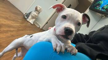 Pit Bull Terrier Dogs Available for Adoption - Nala  | PetCurious