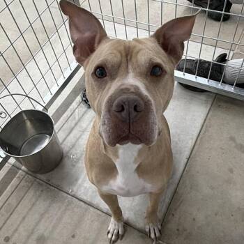Dolly -  Pit Bull Terrier and Mixed Breed Dog for Adoption in Wadena, Minnesota - Dolly | PetCurious