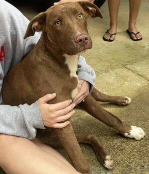 Grimm -  Labrador Retriever and Terrier Dog for Adoption in Blue Ridge, Georgia - Grimm | PetCurious