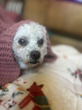 Cookie -  Bichon Frise Dog for Adoption in Whitewater, Wisconsin - Cookie | PetCurious