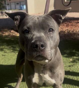 Grace -  American Staffordshire Terrier Dog for Adoption in Payson, Arizona - Grace | PetCurious