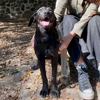 Banjo -  Labrador Retriever and Hound Dog for Adoption in Bend, Oregon - Banjo | PetCurious