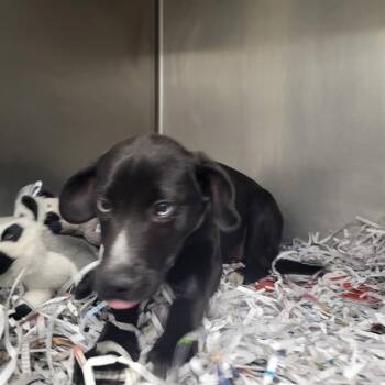 Pit Bull Terrier and Siberian Husky Dogs Available for Adoption - WYNTER | PetCurious