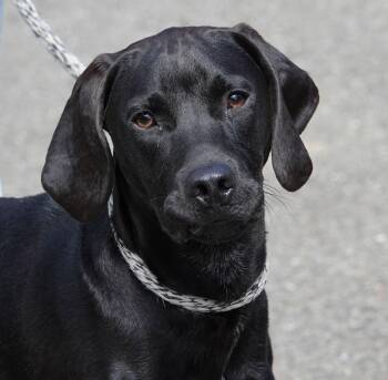 Miles -  German Shorthaired Pointer Dog for Adoption in Millfield, Ohio - Miles | PetCurious