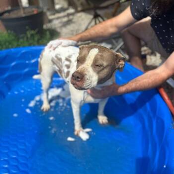 Pepper -  Pit Bull Terrier Dog for Adoption in Zuni, Virginia - Pepper | PetCurious