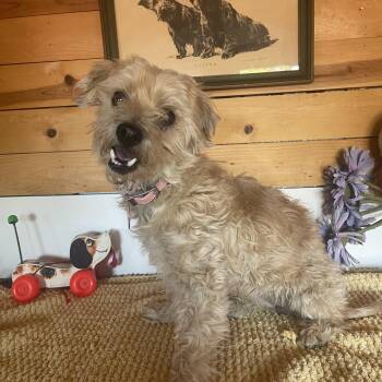 Tootsie -  Miniature Poodle Dog for Adoption in Vacaville, California - Tootsie | PetCurious