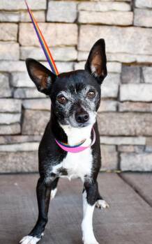 Dorris -  Chihuahua and Mixed Breed Dog for Adoption in Yakima, Washington - Dorris | PetCurious