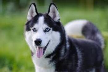 Husky Dogs Available for Adoption - Husky | PetCurious