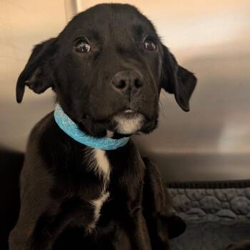 Golden Retriever and Border Collie Dogs Available for Adoption - Hermes | PetCurious