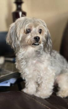 Rescue Yorkshire Terrier and Poodle Dogs for Adoption in Social Circle, Georgia - Bailey | PetCurious