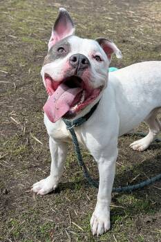 Corbin -  Pit Bull Terrier Dog Available for Adoption in Crete, Illinois - Corbin | PetCurious