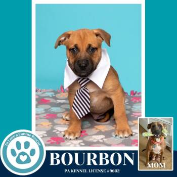 Black Mouth Cur and Pit Bull Terrier Dogs Available for Adoption - Bourbon (Noelle