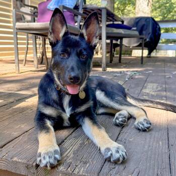 Asha -  German Shepherd Dog and Siberian Husky Dog for Adoption in Richmond, Virginia - Asha | PetCurious