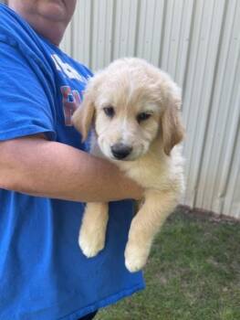 Great Pyrenees and Golden Retriever Dogs Available for Adoption in Cushing, Oklahoma - Alex | PetCurious