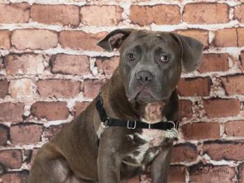FRANKLIN -  American Bulldog and Mixed Breed Dog for Adoption in Omaha, Nebraska - FRANKLIN | PetCurious
