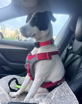 Rubix (Foster or Adopter needed!) -  Pointer Dog for Adoption in Westwood, New Jersey - Rubix (Foster Or Adopter Needed!) | PetCurious