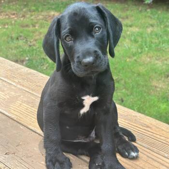 Hank -  Black Labrador Retriever Dog for Adoption in Charlotte, North Carolina - Hank | PetCurious